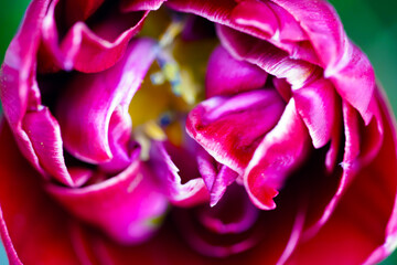 Tulpe, tulip, Farbenfroh, Colorful