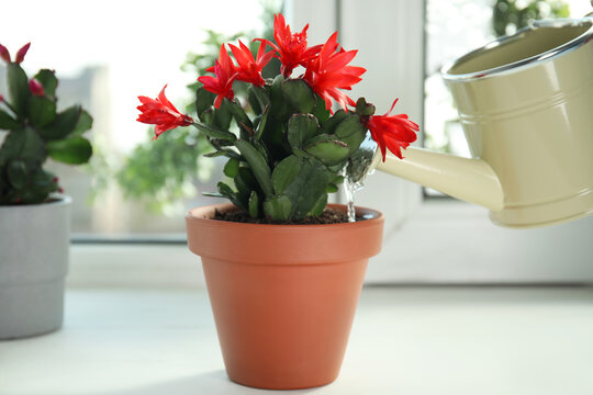 Watering beautiful blooming Schlumbergera plant (Christmas or Thanksgiving cactus) in pot on window sill