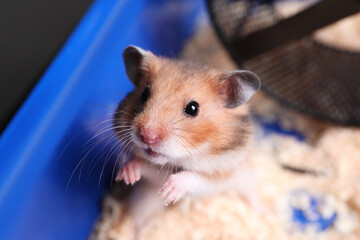 Cute little hamster in tray, closeup view