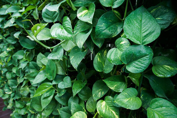 Nature green climbing plants on the wall background.