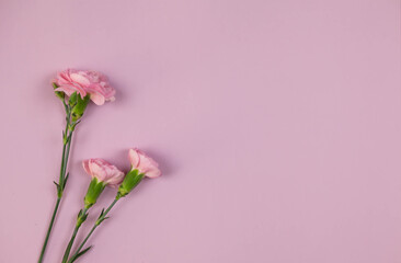 Close-up of a rose flower on a pink background. View from above. Place for your text