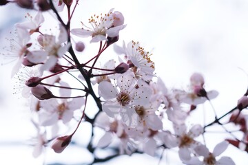 Cherry Blossom or Sakura flower on nature background.