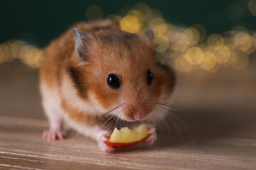Cute little hamster eating piece of apple on wooden table, closeup