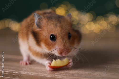Cute Little Hamster Eating Piece Of Apple On Wooden Table Closeup Wall Mural New Africa