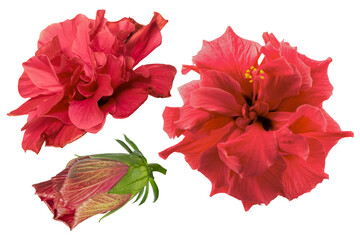 Set of red hibiscus flowers isolated on white background. Shallow depth. Soft toned. Floral summertime. Copy space