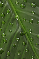 Fototapeta na wymiar Green leaf with dew drops as background, closeup