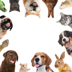 Obraz premium Cute different animals on white background, collage