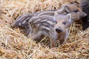 young boar, wild boar