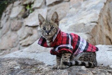 F1 Savannah cat with beautiful markings wearing pet clothing