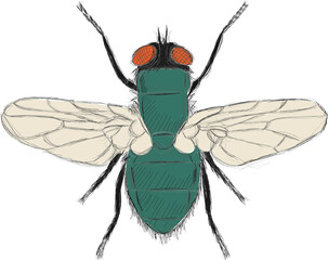 Vintage style fly illustration - sketch art