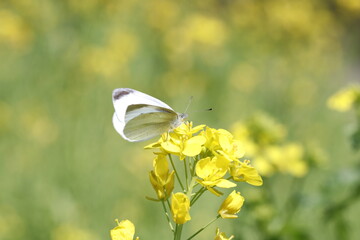 菜の花の蜜を吸うモンシロチョウ