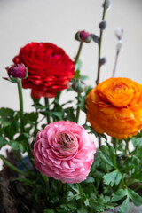Beautiful colored bright ranunculus growing in a pot. Spring composition in the home. Fresh flowers. 