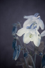 Orliki ogrodowe - Aquilegia vulgaris. Sezon wiosenny, kwitnące kwiaty orlików. - obrazy, fototapety, plakaty