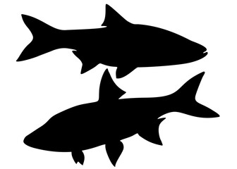 Predatory asp fish in the set. Vector image.