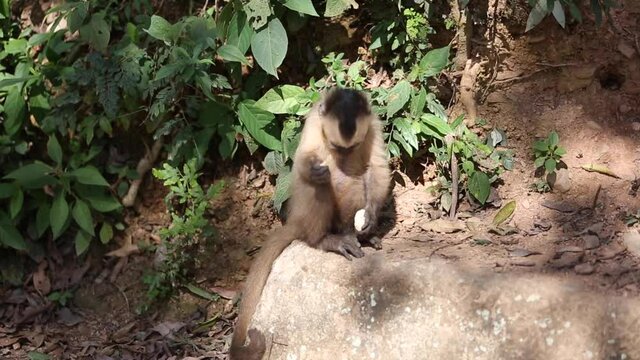 Tufted capuchin (Large-headed capuchin) in Yungas, Coroico, Bolivia