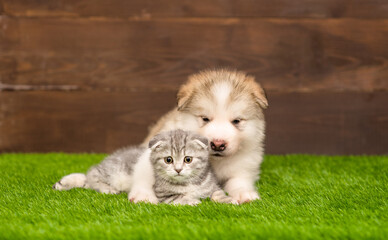 A fluffy Malamute puppy lies next to a tabby Scottish kitten on the backyard lawn of a house. © Ermolaeva Olga
