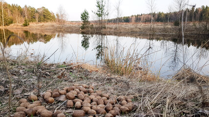 moose excrement on the grass in the spring. a sign for hunters that there are wild animals