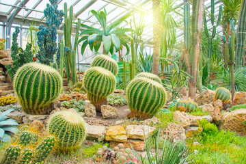 Echinocactus, Cereus and many other cacti in a tropical greenhouse.