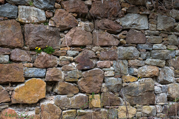 Dandelions on the Wall