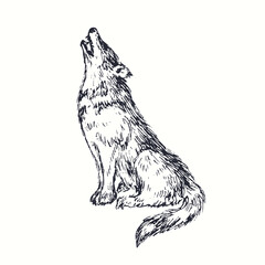 Wolf sitting and howling. Ink black and white doodle drawing in woodcut style. © Artinblackink