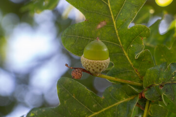 Acorn in an oak