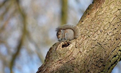 Grey squirrels in the woods