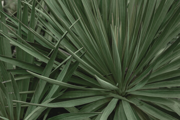 Deep green palm leaves texture. Abstract plant background. Biophilia trend. This image can be used in ecological presentations and it illustrated environmentally friendly design