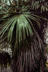 Green palm tree with big fresh and dry leaves. Biophilia trend. This image can be used in ecological presentations and it illustrated environmentally friendly design