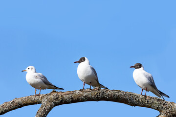 Obraz premium Three black-headed gulls, two breeding adults and a juvenile, perched on a tree branch