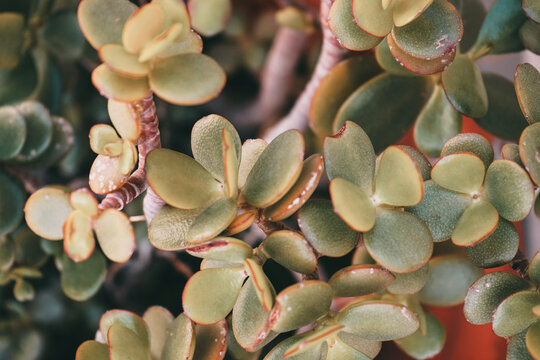 Pattern image of a crassula ovata succulent plant