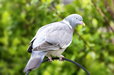 Common wood pigeon, columba palumbus, perched on a garden railing