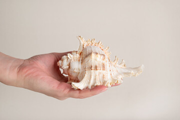 Large seashell on human hand palm