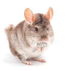 Little gray chinchilla.