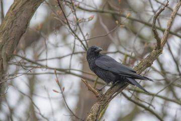 Krähe im Baum sitzend