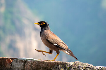black backed shrike
