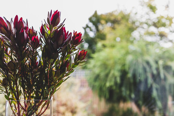 red proteas flowers in vase indoor by the window with backyard bokeh in the background