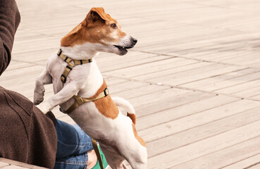 Adult dog breed Jack Russell Terriersits stands with front paws on the lap its owner while walking in the park. Trained dogs, walking with pets. Copyspace