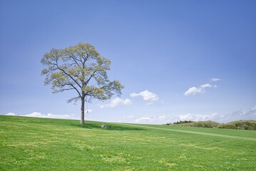 Fototapeta na wymiar 草原にある1本の木