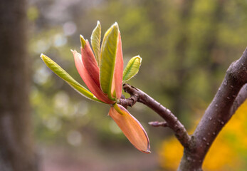 Magnolia Flowers. Magnolia is a genus of flowering plants of the Magnolia family, containing about...