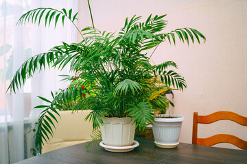 Obraz premium Houseplant Hamedorea elegant in pot on the table