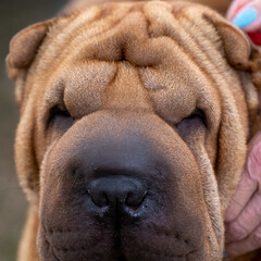 Shar pei head close up