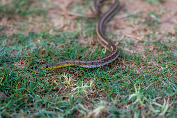 lizard on grass