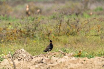 Black francolin in the wild