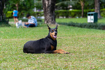 Happy Dobermann dog sitting on grass lawn at the park