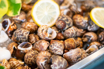Clam