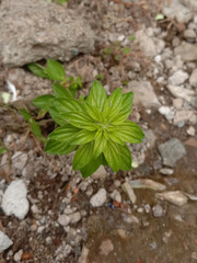 plant growing in the ground