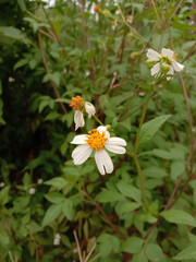 Fototapeta premium white and yellow daisy