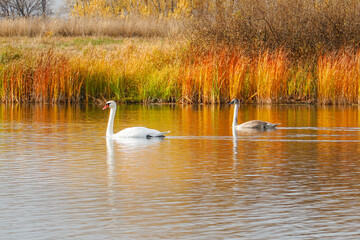 Pair of white swans swim on an autumn lake