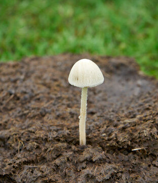 Single Petticoat Mottlegill (Panaeolus papilionaceus) inedible mushroom