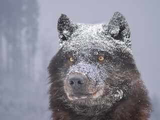 Portrait of a black canadian wolf